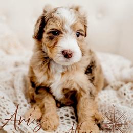 Atlas - Chocolate merle male Bernedoodle puppy in Athens, Alabama from Brewing Doodles