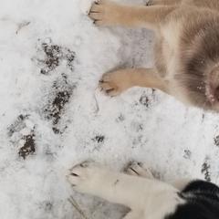 Nord Wachhund Puppies from Nordic Kennels