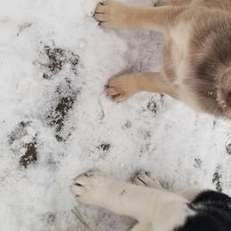 Nord Wachhund Puppies from Nordic Kennels