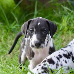 Heavy Harl - Harlequin male Great Dane puppy in Golconda, Illinois from Breken Great Danes