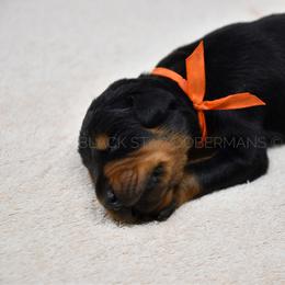 Male 6 black and rust - Black and rust male Doberman Pinscher puppy in Spokane Valley, Washington from Black Star Dobermans