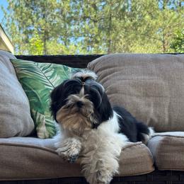 Shih Tzu puppies from Serene Prairie K9