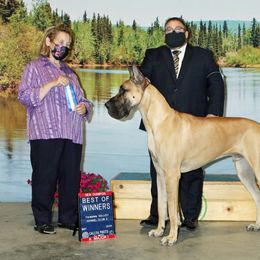 Great Dane All Grown Up from Great Alaskan Danes