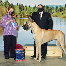 Great Dane All Grown Up from Great Alaskan Danes