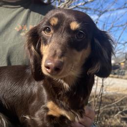 Itty - Dachshund