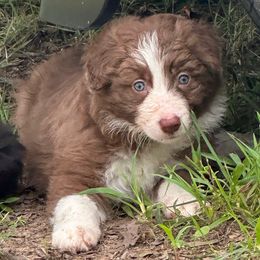 Juju - White and red female Border Collie puppy in Jonesboro, Arkansas from Hampton Border Collies