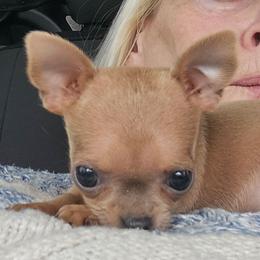 Kitty Lee - Blue fawn female Chihuahua puppy in Greenfield, Ohio from Paradise Chihuahua Kennel