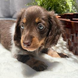 Ellis - Piebald male Dachshund puppy in Lakeland, Florida from Cynthia’s Royal Dachshunds