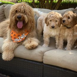 Goldendoodle Puppies from OCGoldendoodles