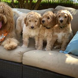 Goldendoodle Puppies from OCGoldendoodles