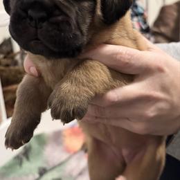 Female 1 - Mahogany female Dogue de Bordeaux puppy in Mazomanie, Wisconsin from Blue Horizons Bordeaux