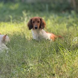 Poppy - Dachshund