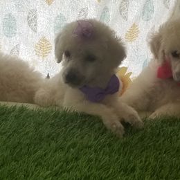 Poodle Puppies from Standard Hearts