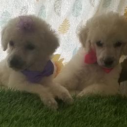 Poodle Puppies from Standard Hearts
