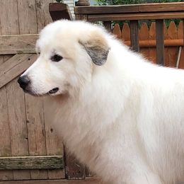 German Shepherds and Great Pyrenees from Reicherthaus GSD's & Timberbluff's Great Pyrenees
