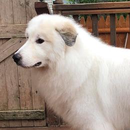 German Shepherds and Great Pyrenees from Reicherthaus GSD's & Timberbluff's Great Pyrenees