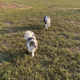 Miniature American Shepherd and Papillon All Grown Up from LS Best Friends