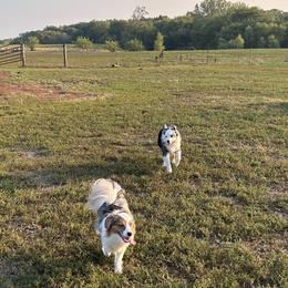 Miniature American Shepherd and Papillon All Grown Up from LS Best Friends