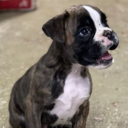 Boy 1 - Boxer puppy in Tennessee from Carrie's Boxers