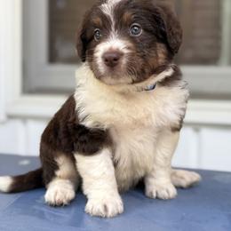 Bordoodle Puppies from Borders of Eby Eden
