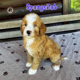SpongeBob - Yellow and white male Bernedoodle puppy in Banner Elk, North Carolina from Walnut Tree Bernedoodles