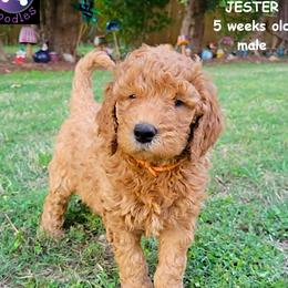 Jester - Red  male Goldendoodle puppy in Greer, South Carolina from South Paw Doodles