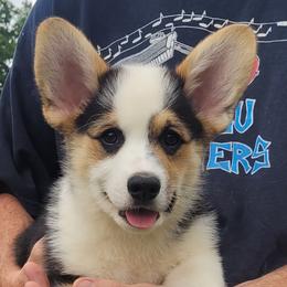 Hayden - Black and tan male Pembroke Welsh Corgi puppy in Sparta, Tennessee from Poso Creek Corgis