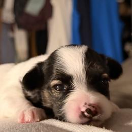 No.5 - White black and tan female Papillon puppy in Stamford, Connecticut from Anton's Papillons