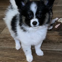 Hank - White black and tan male Papillon puppy in Benton, Arkansas from Mama's Pride Poms and Paps