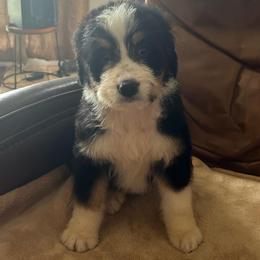 Luna - Tri-color female Bernedoodle puppy in Arabi, Georgia from Huckadoodle Farm