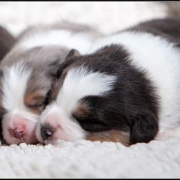 Aussiedoodle and Australian Shepherd Puppies from Double M Aussies