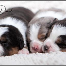 Aussiedoodle and Australian Shepherd Puppies from Double M Aussies
