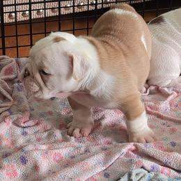 Brunno - Red and white male Bulldog puppy in Cheshire, Connecticut from Absolut Bulldogs