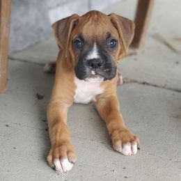 Zander - Fawn male Boxer puppy in Newville, Pennsylvania from Zimmerman's Pets