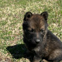 Ellen - female German Shepherd puppy in Dewy, Oklahoma from Great North Kennels