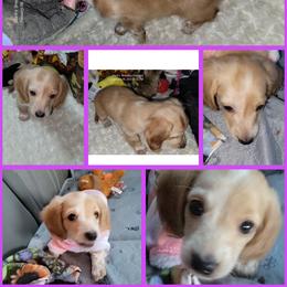 Dachshund Puppies from CLARK'S BREEDING PROGRAM