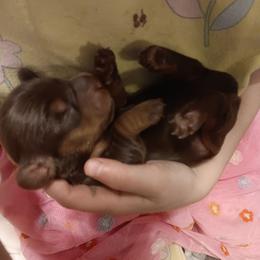 Princess - Chocolate and tan female Dachshund puppy in Wichita, Kansas from Lauren's Dachshunds