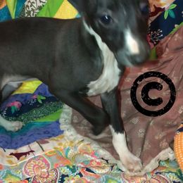 Italian Greyhound Puppies from Amayz Italian Greyhounds
