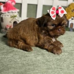 CKC Girl 3 - Liver female Shih Tzu puppy in Houston, Texas from Paws n Claws