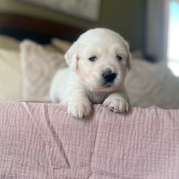 Golden Retriever Puppies from Rigdon Retrievers