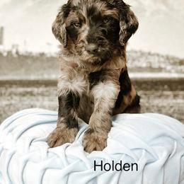 Holden - Merle male Goldendoodle puppy in Pasco, Washington from Camp Doodle Woods