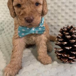 Goldendoodle Puppies from Aimee Schamback