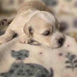 Zeus - White male Havanese puppy in Trinity, Alabama from Tooties Cuties Havanese
