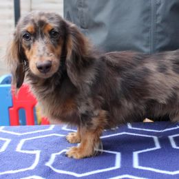 Uk import- Duke - Dapple male Dachshund puppy in Ashford, Alabama from Circle City Dachshunds