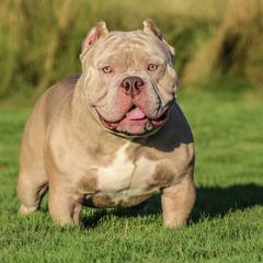 Shorty Bull All Grown Up from Exquisite Star Kennel