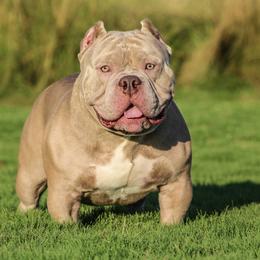 Shorty Bull All Grown Up from Exquisite Star Kennel