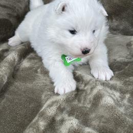 Nellie - White female Samoyed puppy in Atkinson, Nebraska from Sandhills Samoyeds