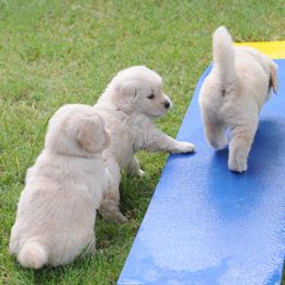 Golden Retriever Puppies from Scion Golden Retrievers