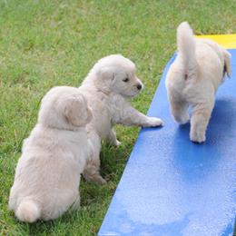 Golden Retriever Puppies from Scion Golden Retrievers