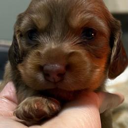 Girl 2 Red collar - Chocolate female Dachshund puppy in Gulfport, Mississippi from Susan's Dachshunds